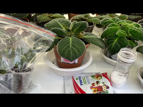 Видео: Первая подкормка Глоксинии! Семена ,которые есть в наличии 😊💐