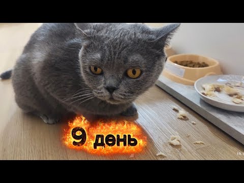 Видео: 9 день, кошка из приюта, адаптируется. 