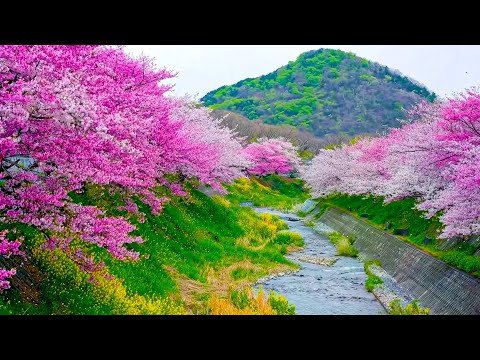 Видео: Музыка лечит сердце и сосуды🌿 Успокаивающая музыка восстанавливает нервную систему,расслабляющая #73