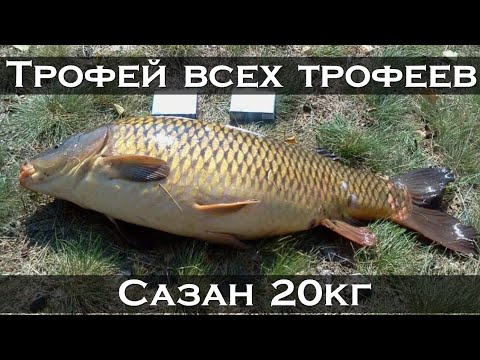 Видео: ОГРОМНЫЙ САЗАН на 20кг #ловлясазана #карпфишинг #флэтфидер