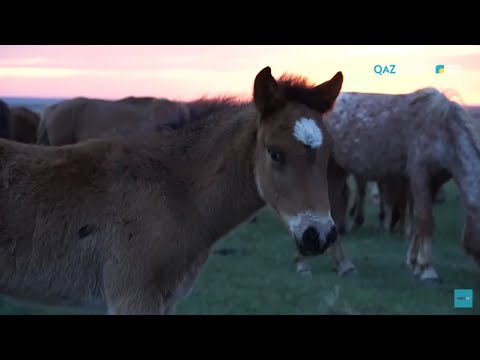 Видео: «СӘЙГҮЛІК СЫНЫ». Қазақ жылқысының тарихы. 2-бөлім