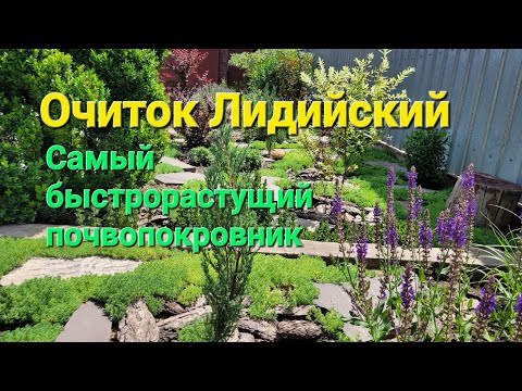 Видео: Самый быстрорастущий и устойчивый почвопокровник. Очиток Лидийский#сад #почвопокровные#