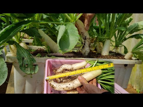 Видео: Простой способ вырастить белую редьку дома