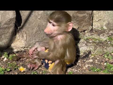 Видео: Ночь прошла спокойно, мы вынесли Маню на руках погулять на солнышке в вольере!