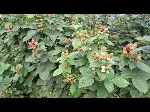 Видео: Малина и ежевика на 02.08.2025