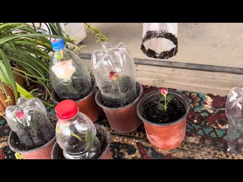 Видео: АТИРГУЛНИ КАЛАМЧА УСУЛИДА КУПАЙТИРИШ