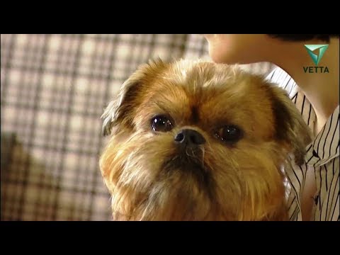 Видео: Брюссельский гриффон