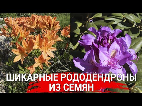 Видео: Шикарные рододендроны из семян