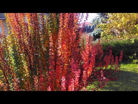 Видео: Барбарисы. Фейерверк красок