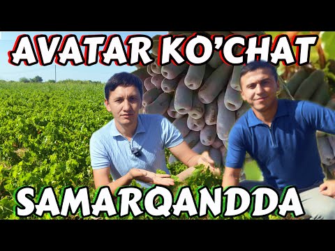 Видео: Аватар узум кучати / нега айнан аватар бог килиш керак?