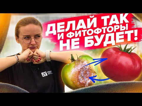 Видео: ПОСЛЕ ЭТОГО ТОМАТЫ НЕ ЗАБОЛЕЮТ! Профилактика болезней томатов