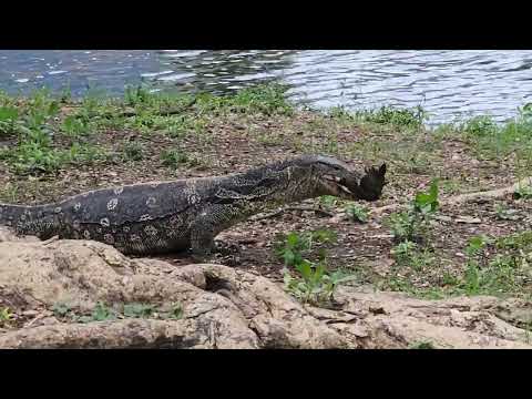 Видео: МОЯ КОМАНДИРОВКА В БАНГКОК-ЗАКЛЮЧИТЕЛЬНАЯ ЧАСТЬ 🍷