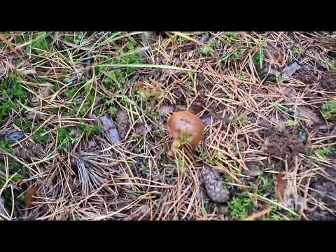 Видео: Вихідний фермера в лісі. Грибочки є дощі льють далі 😥