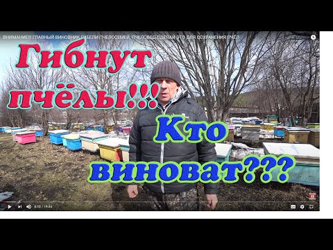 Видео: ВНИМАНИЕ!!! ГЛАВНЫЙ ВИНОВНИК ГИБЕЛИ ПЧЕЛОСЕМЕЙ, ПЧЕЛОВОД СДЕЛАЙ ЭТО ДЛЯ СОХРАНЕНИЯ ПЧЁЛ