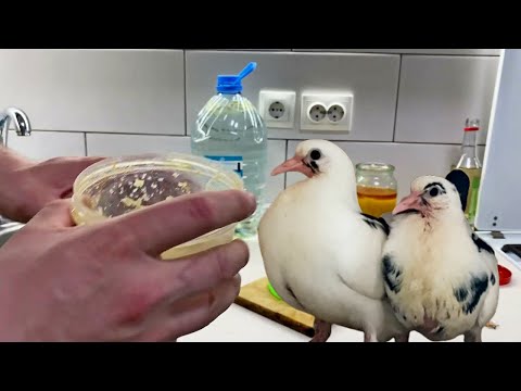Видео: Какую Воду давать Голубям? Я даю такую! Очень Полезно и Эффективно