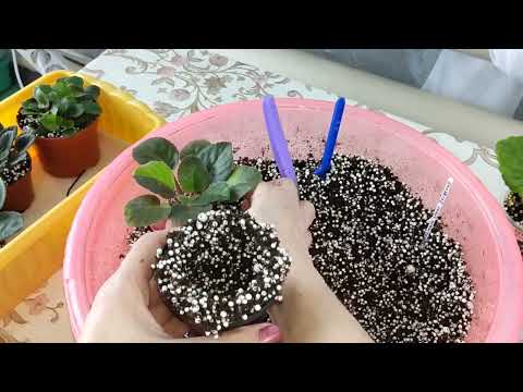 Видео: Фиалки уход - пересадка.