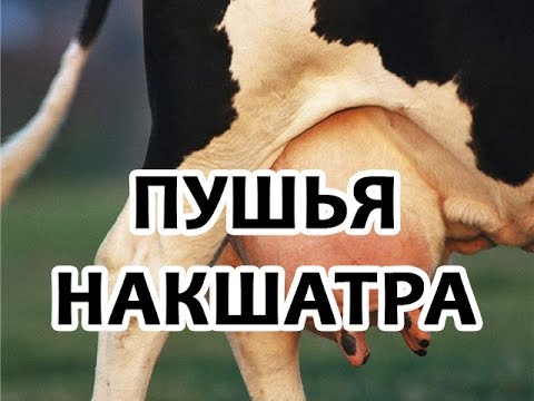 Видео: Секреты накшатр - Пушья накшатра