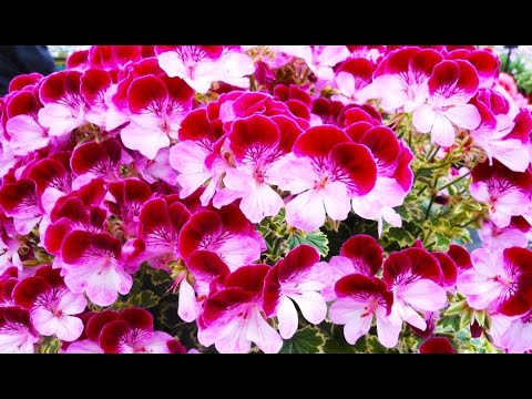 Видео: САМЫЕ КРАСИВЫЕ и ВОСТРЕБОВАННЫЕ ЦВЕТЫ ДЛЯ ПОСЕВА В ДЕКАБРЕ