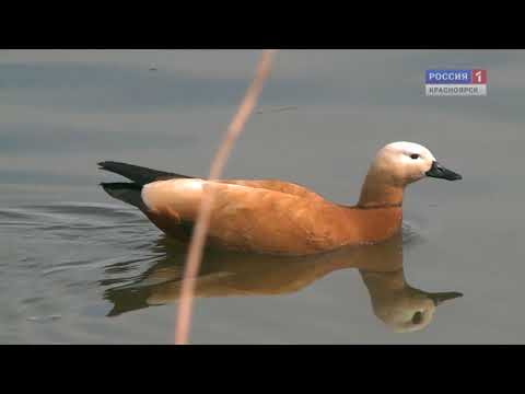 Видео: Природа и Родина. Фильм Сергея Герасимова