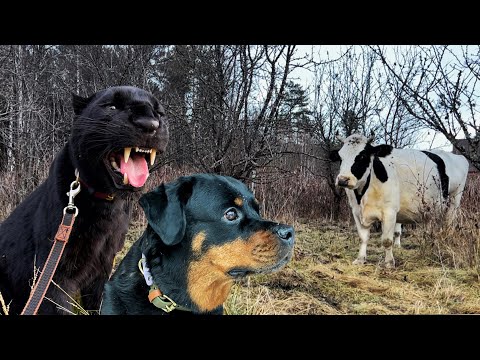 Видео: Пантера Луна,Венза и любимые коровы 🐄/ Вензе дали отпор😱