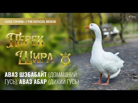 Видео: 🎻 Перек Шира. ДОМАШНИЙ ГУСЬ. ДИКИЙ ГУСЬ. Урок 39. Рав Исраэль Якобов