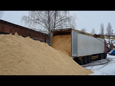 Видео: Перевозка опилок щеповозом с подвижным полом 90 кубов