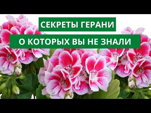 Видео: А ТАК МОЖНО БЫЛО? 3 СОРТА ГЕРАНИ В ОДНОМ ГОРШКЕ