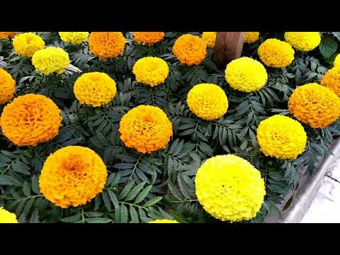 Видео: БАРХАТЦЫ ТАЙШАН ИЛИ ДИСКАВЕРИ? Наш опыт в выращивании!