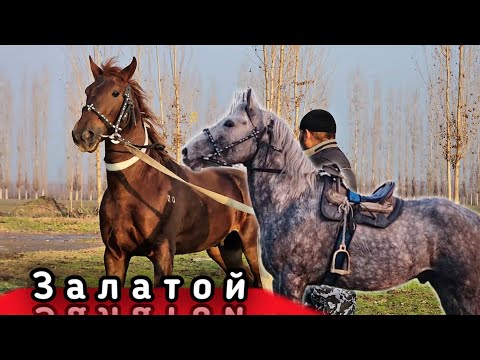 Видео: ЗАЛАТОЙ ЛАКАБЛИ ОТ СОТИЛАДИ.(Mus Tv)