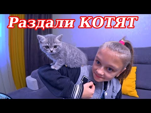 Видео: Отдали котят мама кошка грустит Влог!