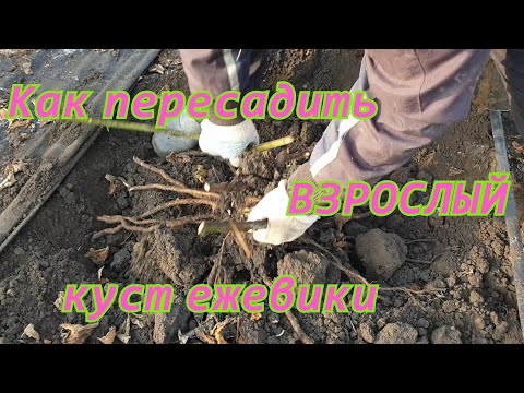 Видео: Как пересадить взрослый куст ежевики