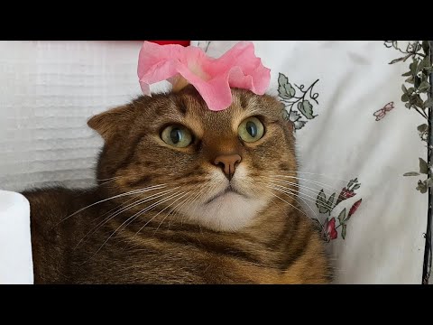 Видео: Вот почему кошки — лучшие