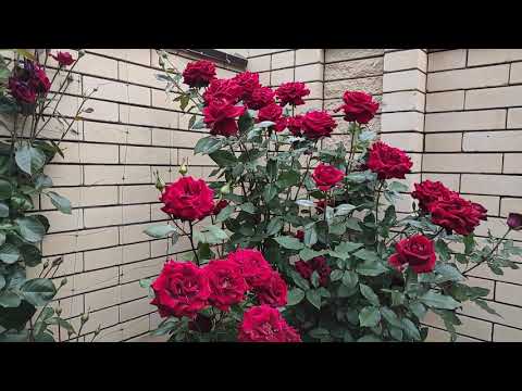 Видео: Ч-г роза ЧЕРНАЯ МАГИЯ.-первый приз "Золотая роза" Баден-Баден. Обзор цветущих роз.