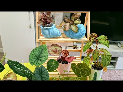 Видео: КОМНАТНЫЕ РАСТЕНИЯ(ЦВЕТЫ).ПОКУПКИ ДЛЯ РАСТЕНИЙ ИЗ ФИКС ПРАЙС.ЦВЕТОЧНЫЕ НОВОСТИ.