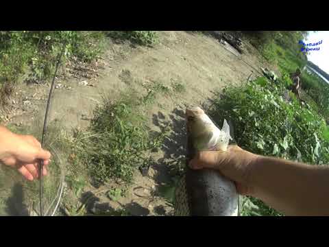 Видео: Река Дон  Монстр на фидер