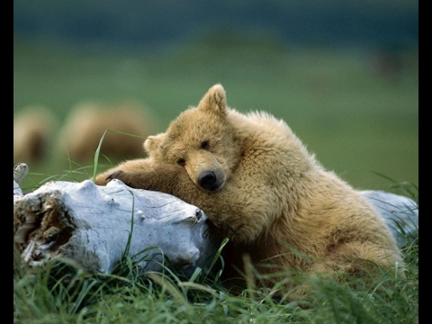 Видео: Міхась Лынькоў "Пра смелага ваяку Мішку..." : Як Мішку скралі і што з таго выйшла (5)