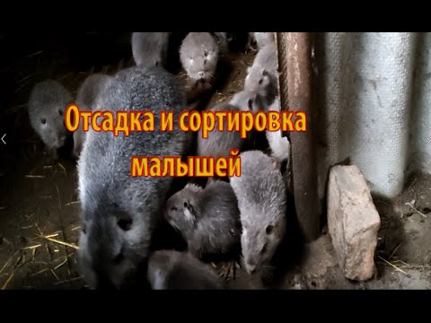 Видео: ОТСАДКА И СОРТИРОВКА МАЛЫШЕЙ НУТРИЙ.  Как делаю это я.