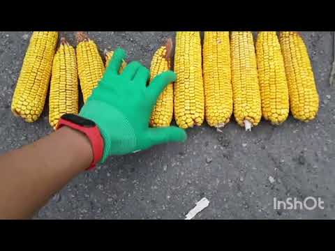 Видео: 2024 ДКСи 3969 і 3972, КВС Рікардо