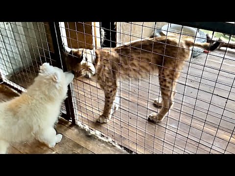 Видео: Стрим семейства самоедов!🐶🐶🐶