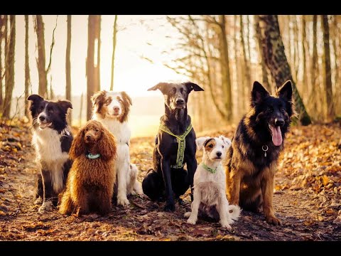 Видео: Беспородные собаки & Породистые собаки