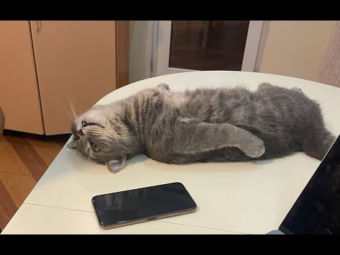 Видео: Мой кот Ньони | Кошачий влог