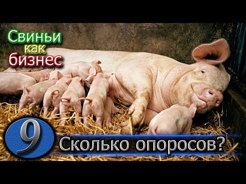 Видео: СКОЛЬКО ДЕРЖАТЬ СВИНОМАТКУ