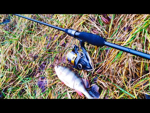 Видео: Рыбалка на спиннинг Favorite Black Swan BSW1 842L-T 2.54m 3-12g. Легкий тест и обзор. #BlackSwan