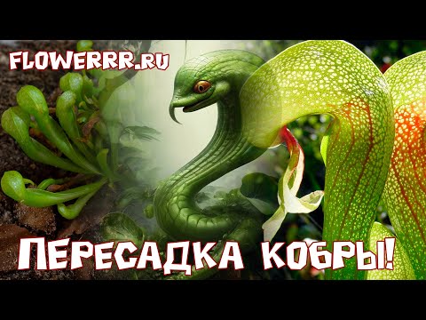 Видео: Пересадка Кобры!