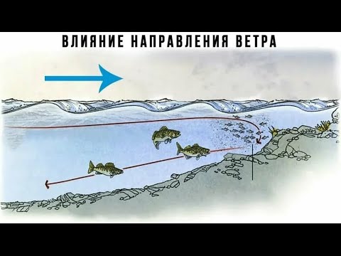 Видео: Влияние ветра на клёв рыбы .При каком ветре лучше клюёт
