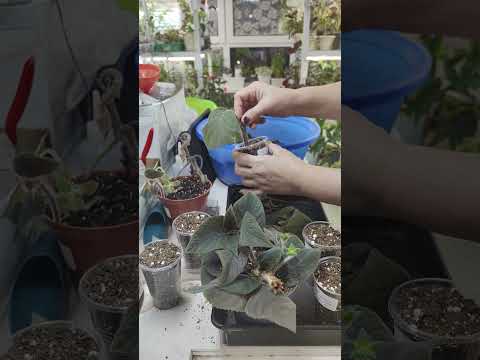 Видео: КОЛЕРИИ.Обрезка,пересадка,цветение🌸🌸🌸 круглый год!#комнатныерастения #цветы # КОЛЕРИИ #волгоград