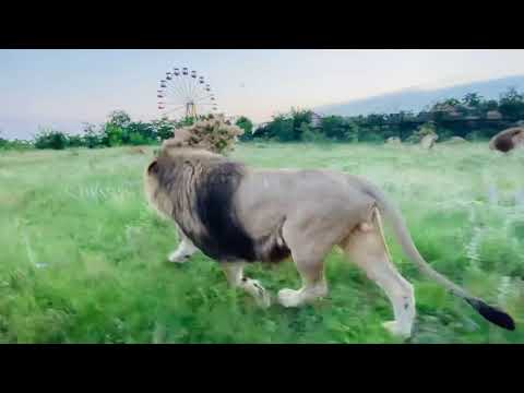 Видео: Едем КОРМИТЬ ЛЬВОВ ! Теперь видно что ЛЬВЫ ПРОГОЛОДАЛИСЬ!