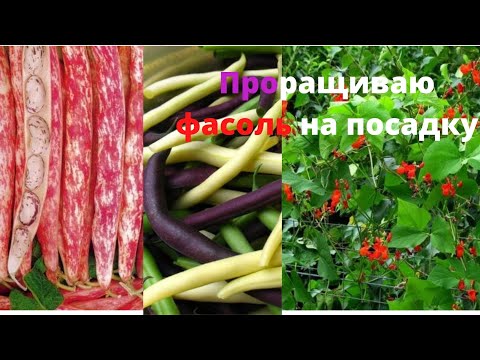 Видео: СЕМЬ СОРТОВ ФАСОЛИ КОТОРЫЕ БУДУ САЖАТЬ, КАК ПРОРАЩИВАЮ ФАСОЛЬ