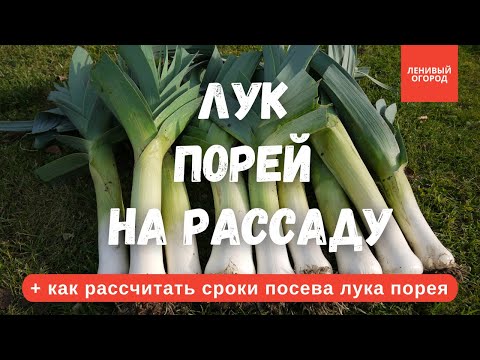 Видео: Посев лука порей на рассаду | Лучшие слота лука порей | Как рассчитать сроки посева лука порея