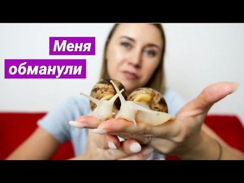 Видео: КАК МЕНЯ ОБМАНУЛИ С МОСКОВСКИМИ УЛИТКАМИ